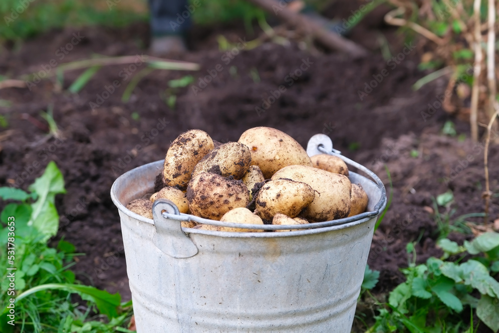 Fresh organic potatoes in a bucket Fresh organic potatoes in a bucket