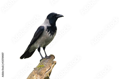 Hooded crow, corvus cornix, sitting on a branch from side view isolated on white background. Large bird with brown and grey feathers perched on a twig cut out on blank.