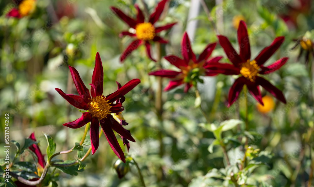 Stunning deep red star shaped dahlia flowers by the name Verrone's Obsidian, photographed with a macro lens on a sunny day in late summer in a garden at RHS Wisley, near Woking in Surrey UK Stunning deep red star shaped dahlia flowers by the name Verrone's Obsidian, photographed with a macro lens on a sunny day in late summer in a garden at RHS Wisley, near Woking in Surrey UK