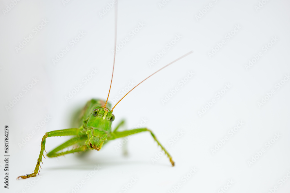 Detail of Great green bush cricket Katydid or Long-Horned Grasshopper head with tentacles. Scientific Tettigonia viridissima. White background with copy text space. Detail of Great green bush cricket Katydid or Long-Horned Grasshopper head with tentacles. Scientific Tettigonia viridissima. White background with copy text space.