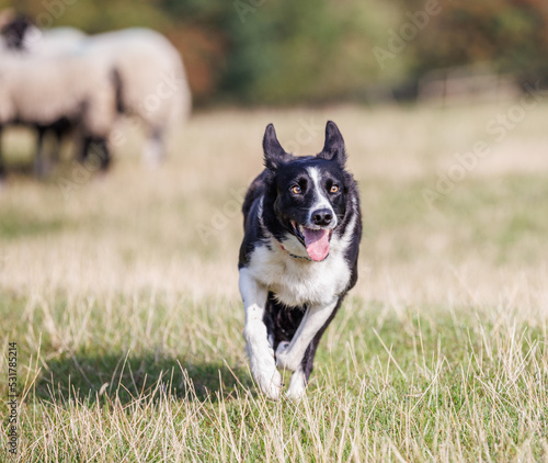 Happy border collie dog running in field with sheep in background