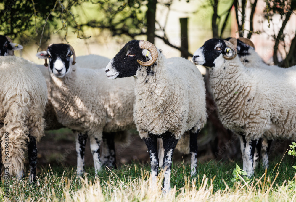 Fototapeta premium Flock of Swaledale ewes sheep sheltering under a bush