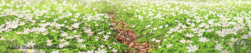 Spring landscape, banner, panorama - view of the path through the meadow with anemone nemorosa in the spring forest. Horizontal background