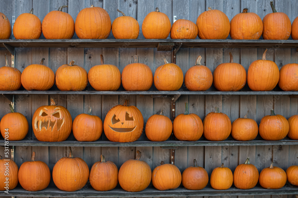 Geschnitzter Kürbis zwischen Halloween Kürbissen als Hintergrund