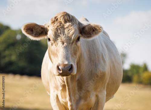 Charolais cow portrait in sunny field photo