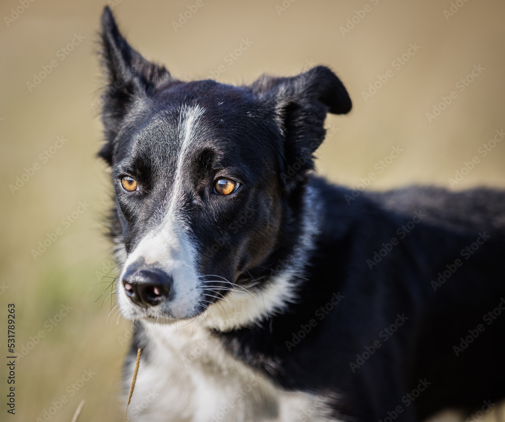 Headshot of border collie dog with lopsided ears