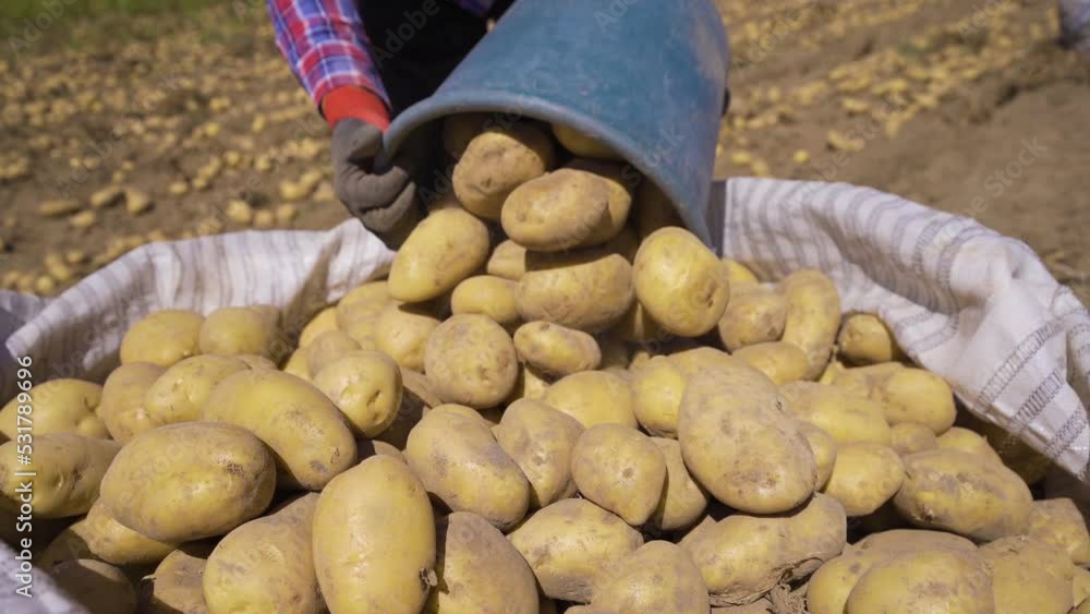 Gathering potatoes in the field.
The gloved worker dusts his potatoes, puts them in the bucket and empties them into the bag.
Gathering potatoes in the field.
The gloved worker dusts his potatoes, puts them in the bucket and empties them into the bag.