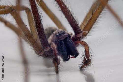 Macro photo of a Eratigena atrica also known as Giant house spider.