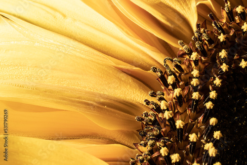 Closeup of yellow sunfower petals. photo