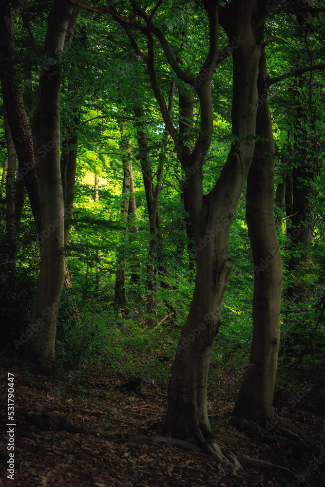 Naklejka premium West German Autumn September Forest