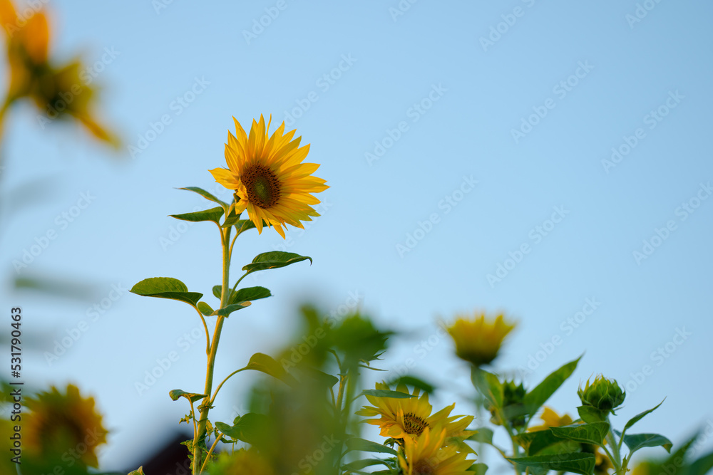 Sunflower Helianthus annuus in golden sunset light. Sunflower Helianthus annuus in golden sunset light.