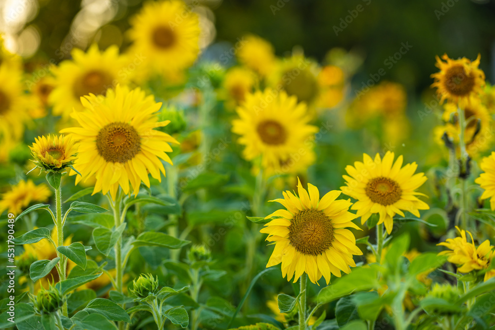 Fototapeta premium Sunflower Helianthus annuus in golden sunset light.
