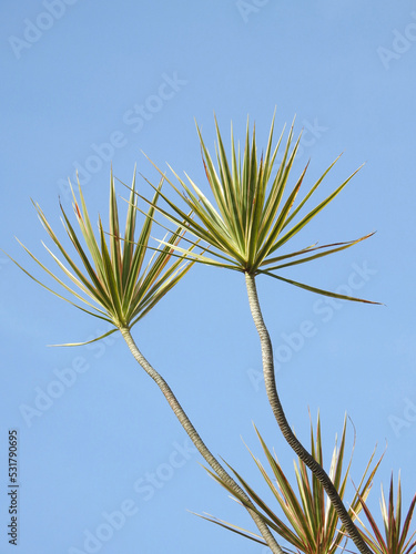 Close-up of ornamental plant with pointed leaves and thin stems. Interesting, abstract design. Blue sky in the background.