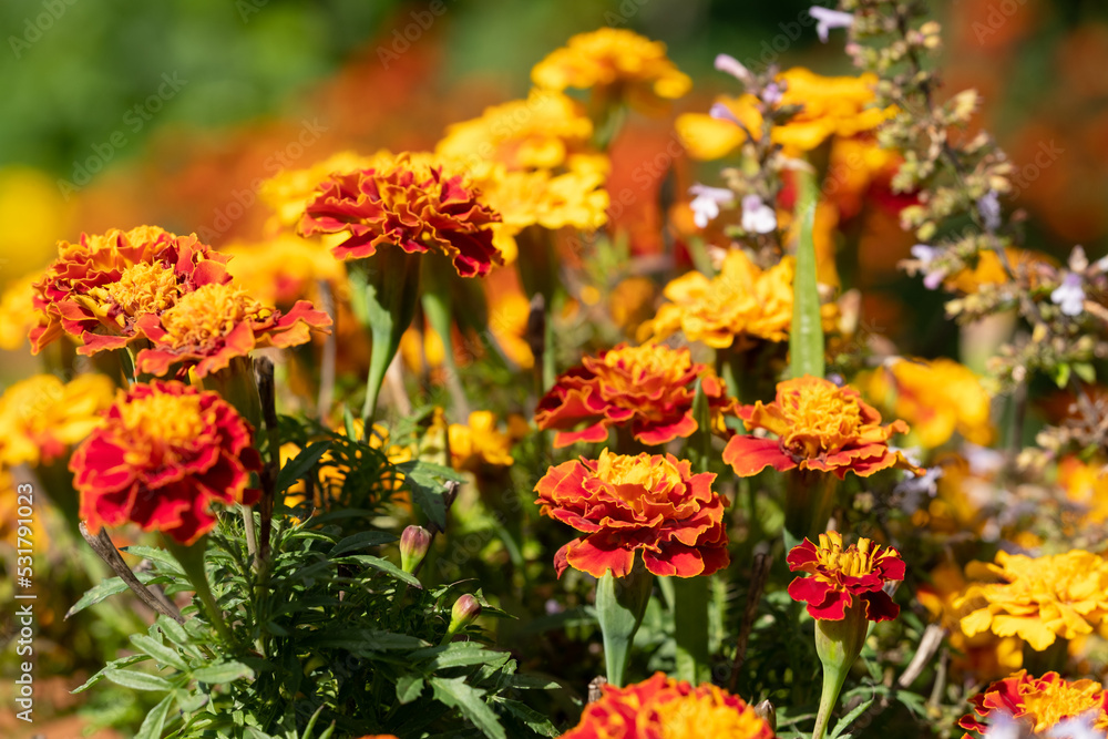 Brightly coloured yellow and orange marigold flowers growing in containers, photographed in a garden at RHS Wisley garden, Surrey, UK.