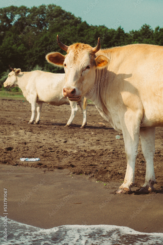 Cows on the sea walking on a sandy beach Cows on the sea walking on a sandy beach