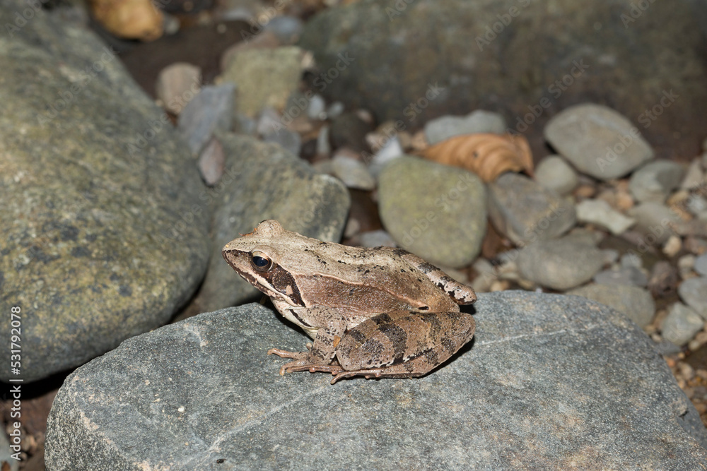 The pool frog (Pelophylax lessonae) is a European frog. The amphibian in the dry lake. Environmental disaster. The pool frog (Pelophylax lessonae) is a European frog. The amphibian in the dry lake. Environmental disaster.