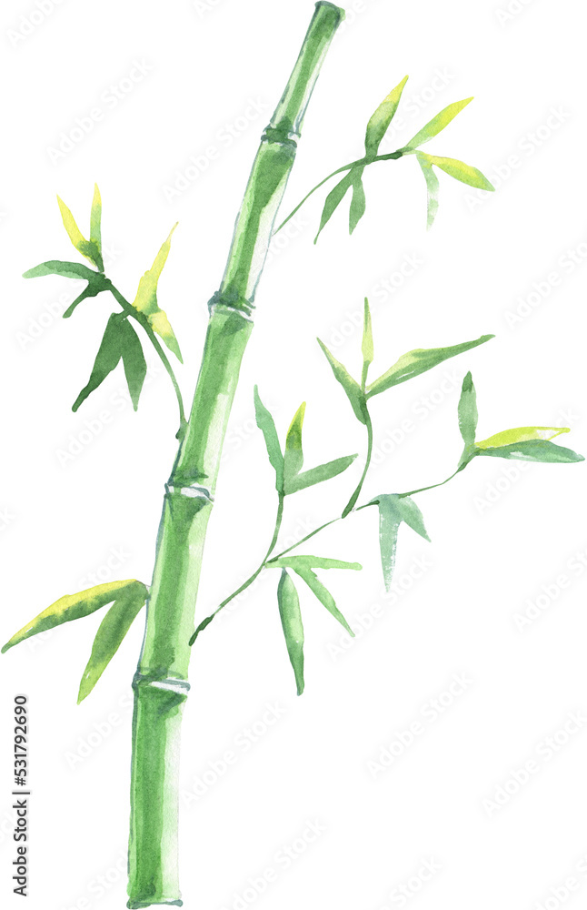 Obraz premium Watercolor bamboo stem illustration, chinese green plant, panda clipart forest, tropical twigs, branch, floral plant herbs isolated, botanical greenery foliage clipart,baby shower invitation card diy