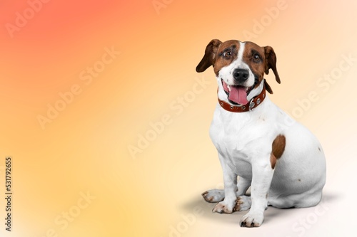 Smart cute dog posing on the gradient background.