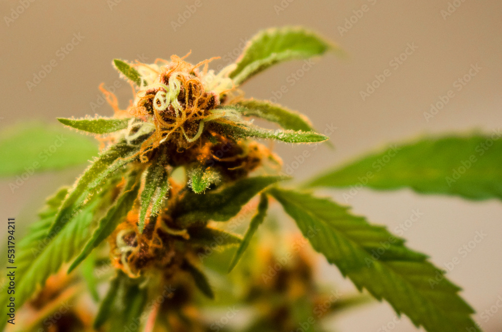 Planta de marihuana White Widow en etapa madura de floración Planta de marihuana White Widow en etapa madura de floración