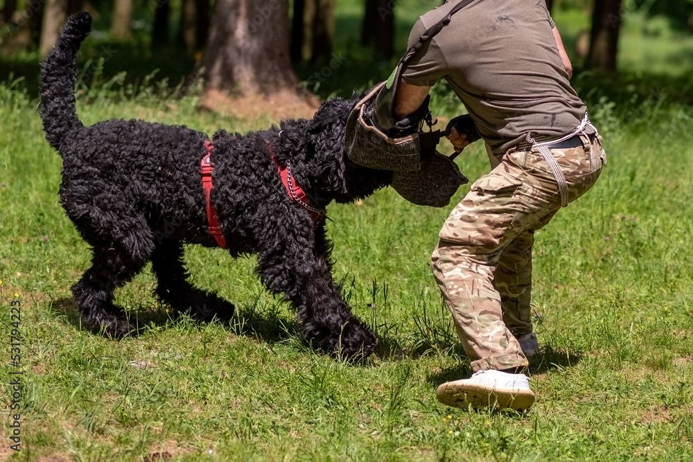 Russian black terrier attacks cynologist, in training of aggression. Russian black terrier attacks cynologist, in training of aggression.
