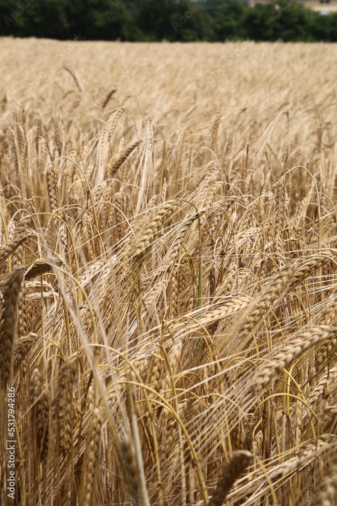 Fototapeta premium campo di frumento