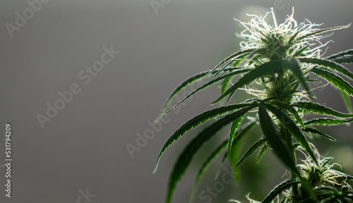 Planta de marihuana regular en la etapa temprana de floración  photo