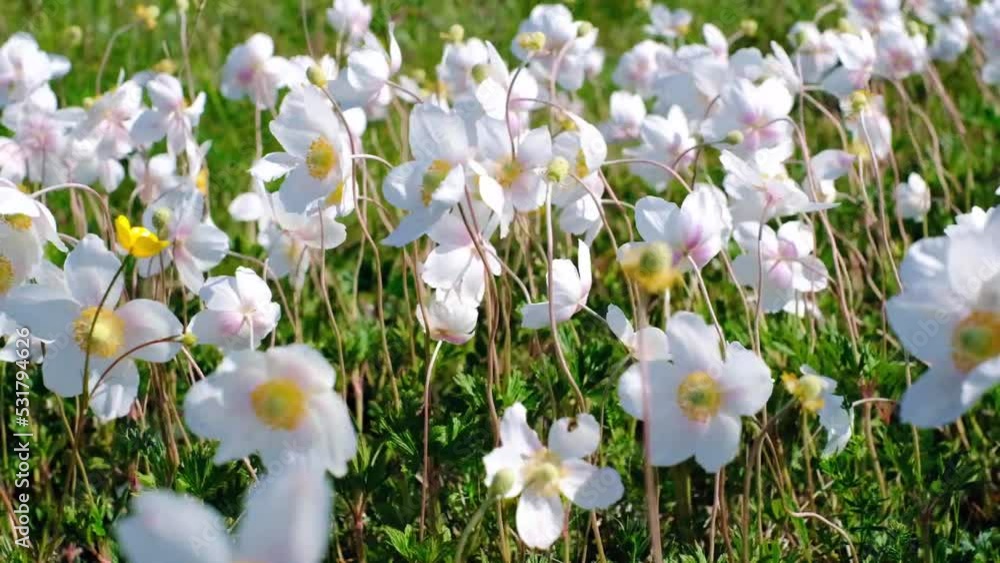 Close-up of a herbaceous plant anemone woodland stirring in the wind on a clear sunny summer day Close-up of a herbaceous plant anemone woodland stirring in the wind on a clear sunny summer day