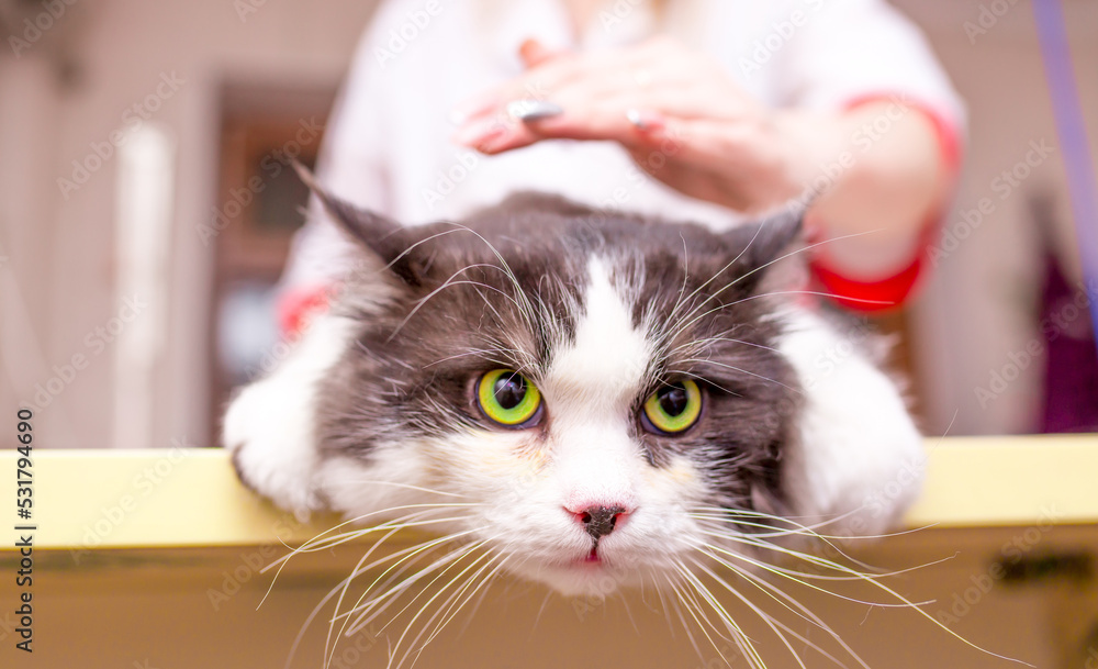 Grooming animals, haircut, drying and styling cats, combing wool. Grooming master cuts and shaves, cares for a cat. Beautiful British kitten. Grooming animals, haircut, drying and styling cats, combing wool. Grooming master cuts and shaves, cares for a cat. Beautiful British kitten.