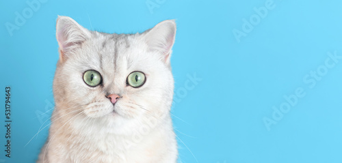 Close up of cute white british cat on a blue wide background,