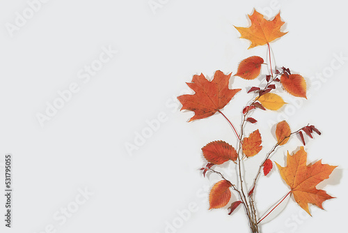 Autumn abstract composition with maple and aspen leaves, concept of hello autumn, thanksgiving and seasonal background, banner or splash, greeting card or invitation 