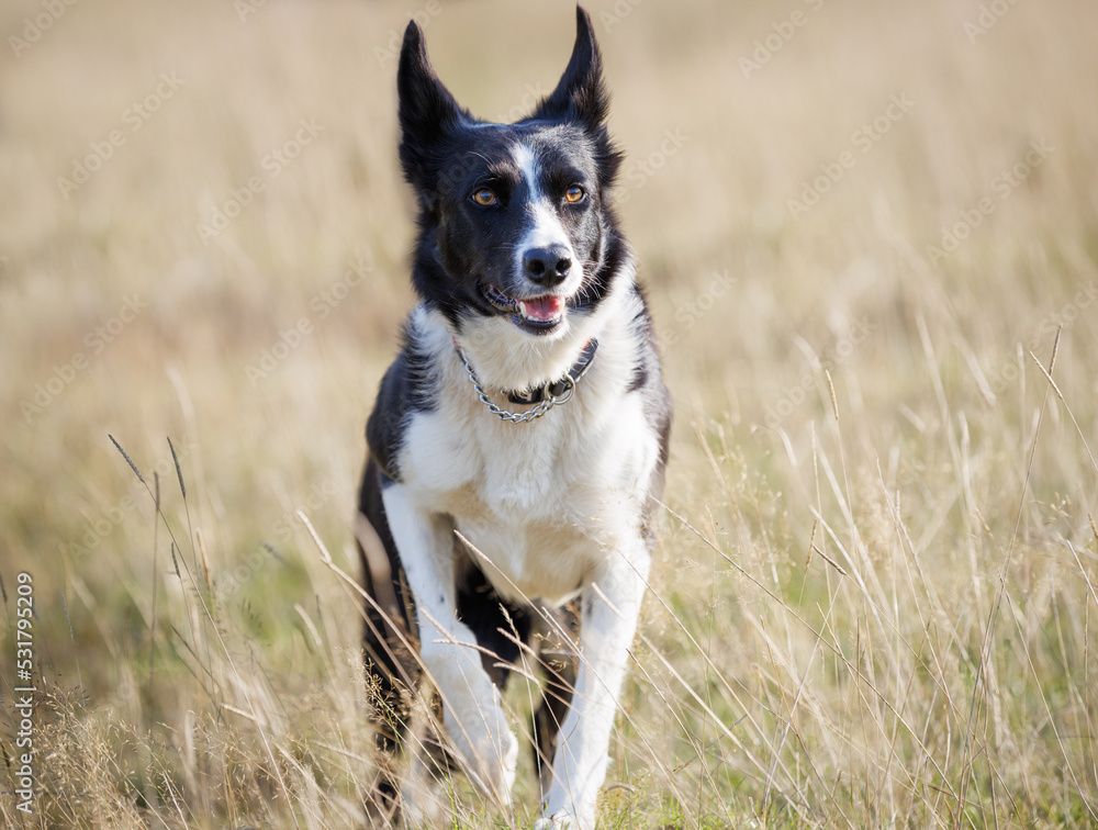 Happy border collie dog walking through dreamy field