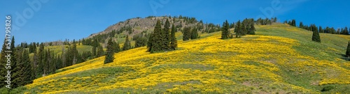 Landscape panorama of flowers