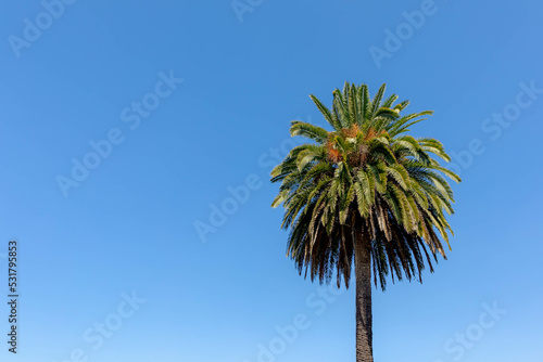 Long palm tree with blue clear sky  Palm is any member of the Arecaceae or Palmae  The single family of monocotyledonous flowering plants of the order Arecales  Nature background with free copy space.