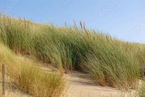 The dunes or dyke at Dutch north sea coast  European marram grass  beach grass  on the sand dune with blue sky as backdrop  Nature pattern texture background  North Holland  Netherlands.