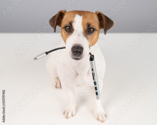 Jack russell terrier dog hold usb in its mouth. © Михаил Решетников