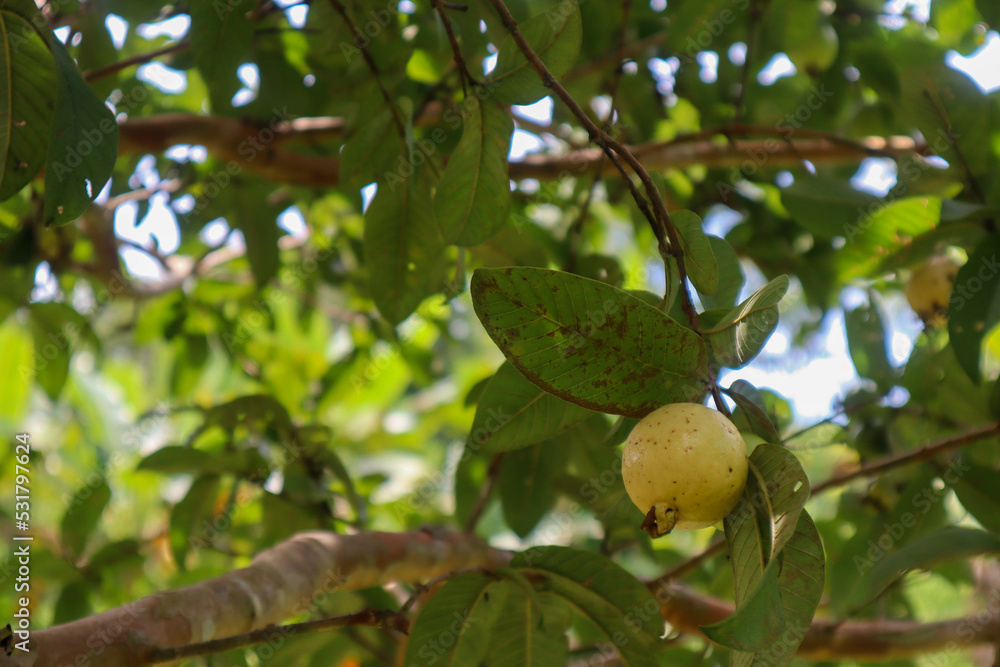 Yellow guayaba on the tree