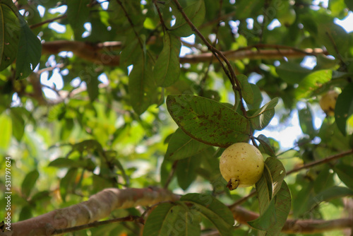 Yellow guayaba on the tree