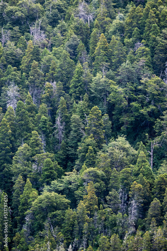 green forest vertical background texture
