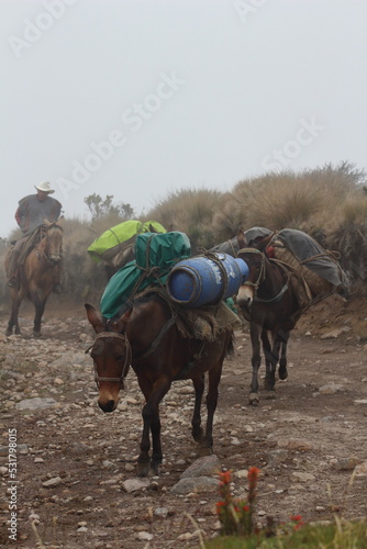 Transporting mules