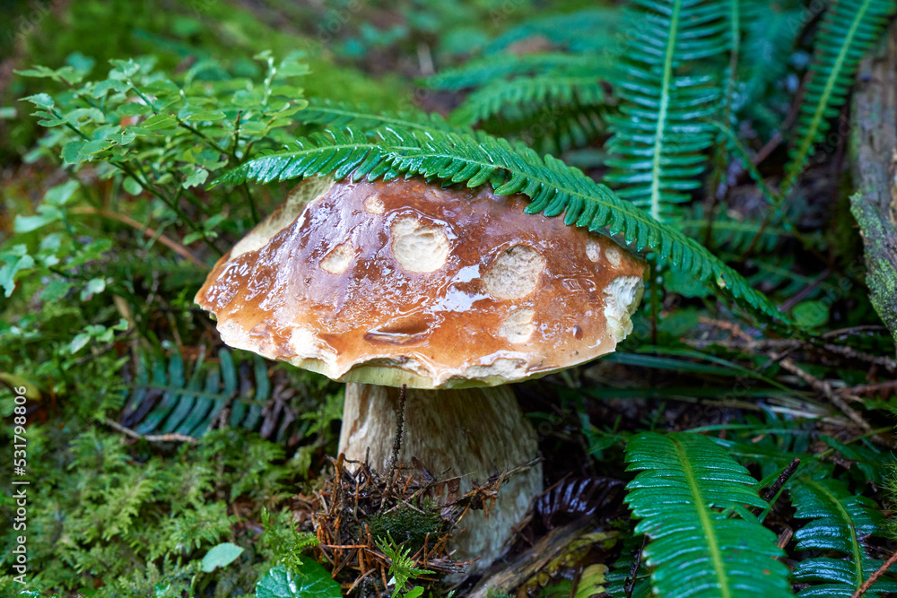 Fototapeta premium White mushrooms on the ground in the forest. Close up view. Selective focus. Beautiful boletus edulis mushroom in amazing green moss. Old forest with mushrooms.