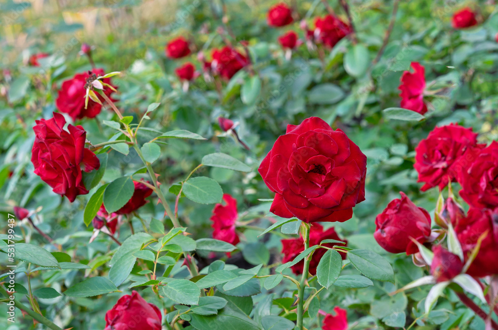 Red velvet roses bloom in summer in the rose garden. Red velvet roses bloom in summer in the rose garden.