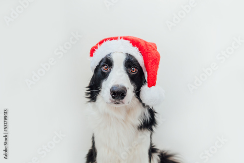 Funny portrait of cute smiling puppy dog border collie wearing Christmas costume red Santa Claus hat isolated on white background. Preparation for holiday. Happy Merry Christmas concept