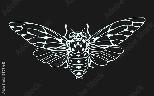 Cicada in doodle style. Hand drawn clip art. Chalk on the blackboard.