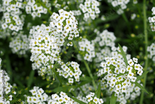 there are many small white flowers on a green background of leaves. top view