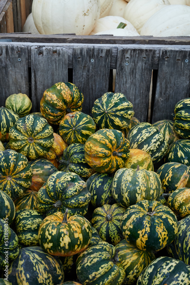 Preparing for Halloween. Pumpkins at a farmer's market in the USA. Boston, real life Preparing for Halloween. Pumpkins at a farmer's market in the USA. Boston, real life