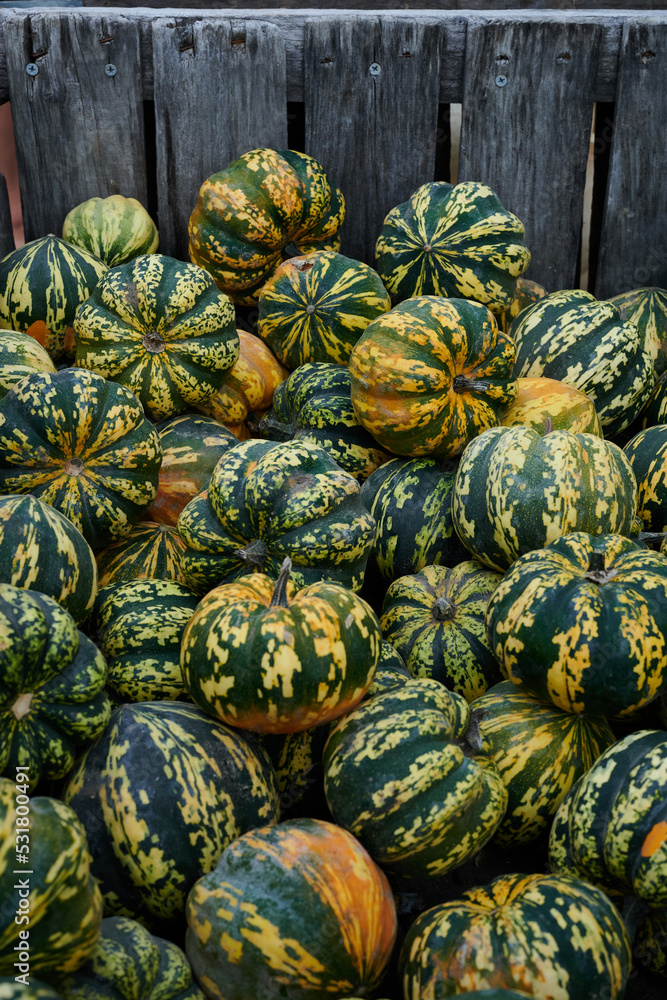 Preparing for Halloween. Pumpkins at a farmer's market in the USA. Boston, real life Preparing for Halloween. Pumpkins at a farmer's market in the USA. Boston, real life
