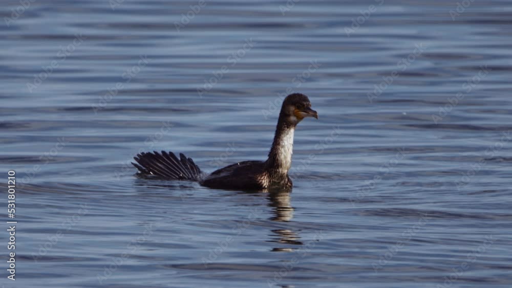 Close-up of Seabird Dives Under Water. Sea Surface with Reflections and Ripples Close-up of Seabird Dives Under Water. Sea Surface with Reflections and Ripples
