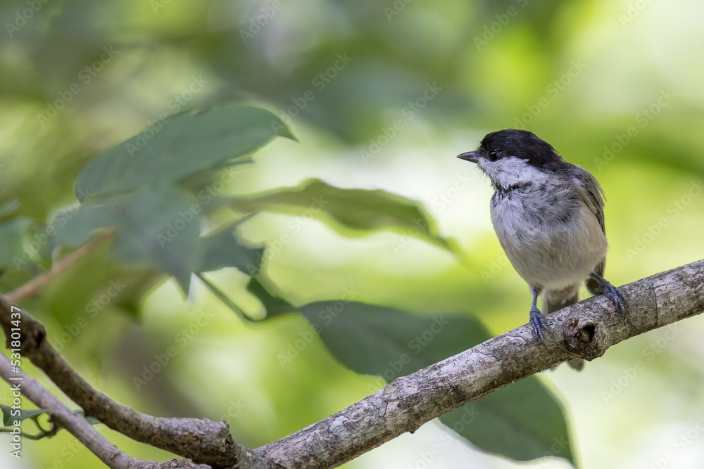 枝にとまるコガラ