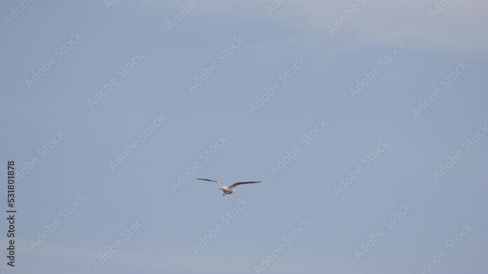 Seagull Flying in the Sky Over the Seacoast Seagull Flying in the Sky Over the Seacoast