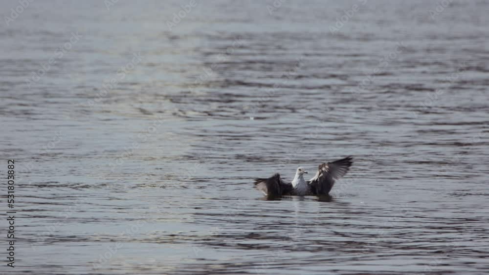 Seagull Flapping Its Wings on Sea Surface with Ripples. Beauty in Nature Seagull Flapping Its Wings on Sea Surface with Ripples. Beauty in Nature